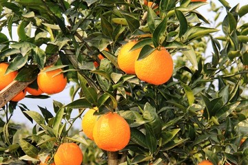 柑橘 柑子 青果