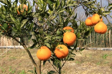柑橘 青果 桔子树