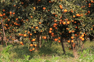 柑橘园 青果园