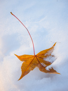 雪地里的落叶