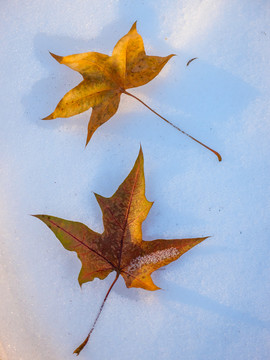 雪地里的落叶