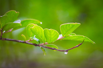 雨中的绿叶