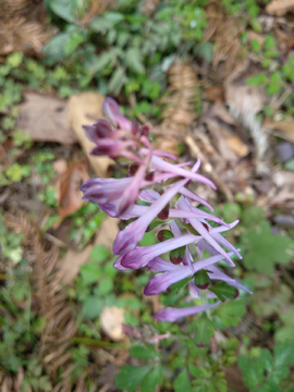 紫堇花