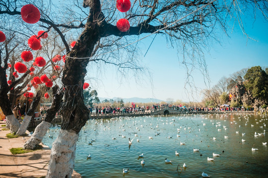 大观公园春节景色