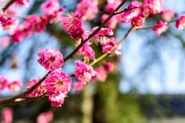 梅花盛开