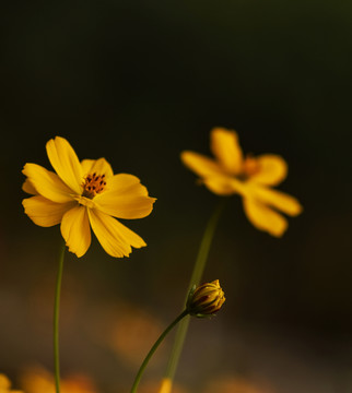 黄菊花 雏菊 装饰画 小黄菊