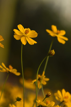 黄菊花 雏菊 装饰画 小黄菊