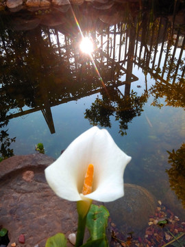 野鸭湖