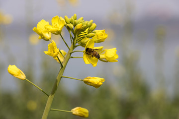 湘江岸边的油菜花