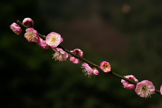 一剪梅