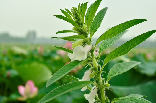 芝麻花