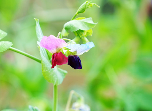 兰豆 兰豆花 兰豆苗