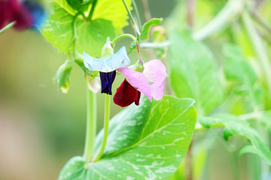 兰豆 兰豆花 兰豆苗