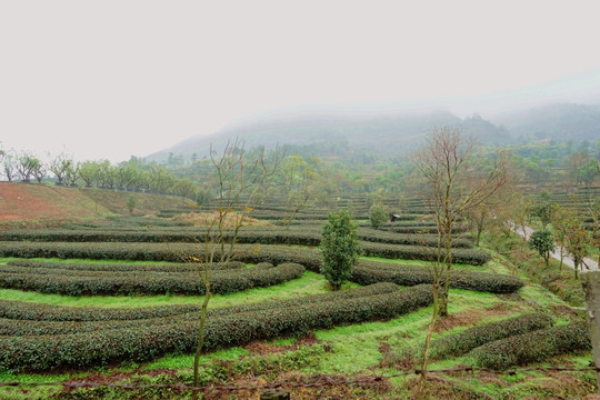 高山茶场 茶场