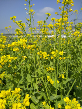 乡村的油菜花