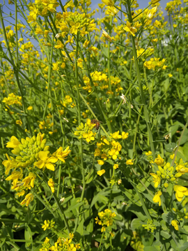 乡村的油菜花