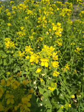 乡村的油菜花