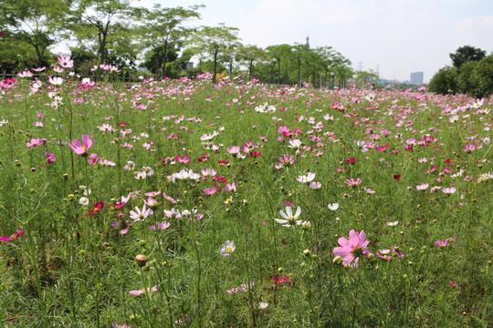 格桑花