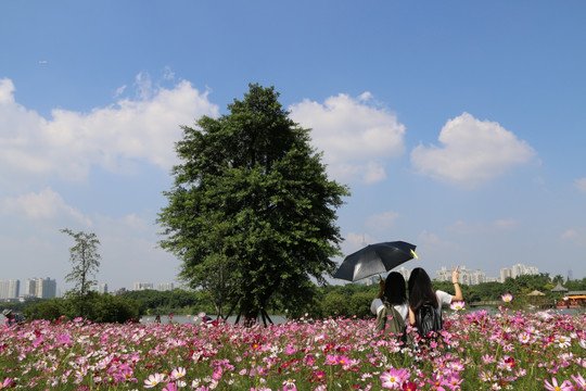 格桑花