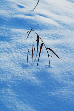 冰雪大地芦苇