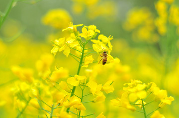 油菜花