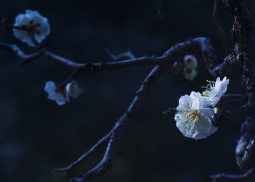 梅花