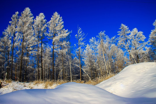 冬季雪原森林