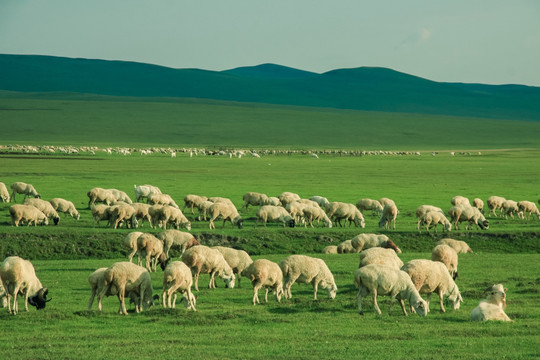 草原上吃草的羊群