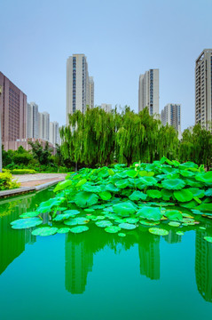 水边都市建筑群 绿化 水面倒影