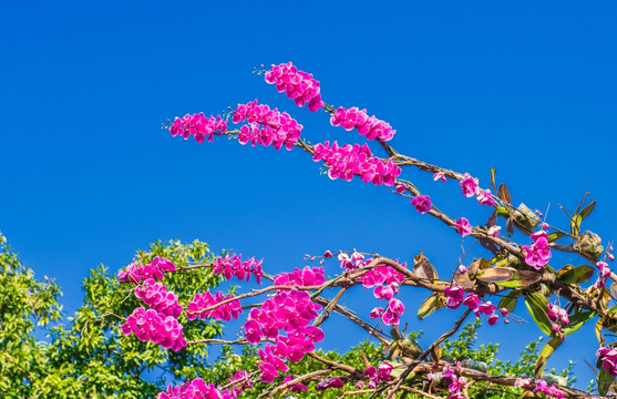 蝴蝶兰 花卉 素材