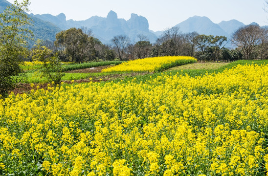 油菜花 农村风景 春天