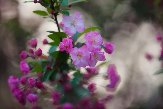 海棠花