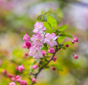 海棠花