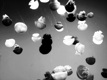 鱼缸背景 发光水母