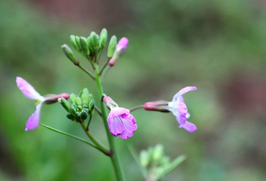 山花烂漫