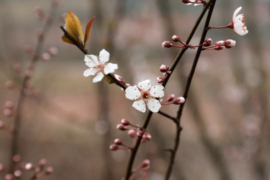 盛开的桃花