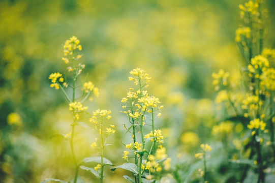 油菜花