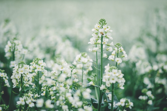 油菜花