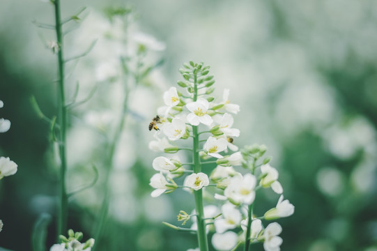 油菜花