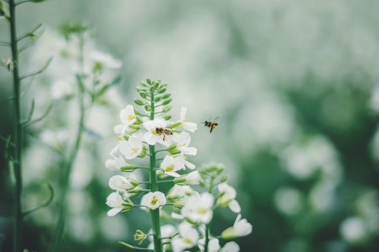 油菜花