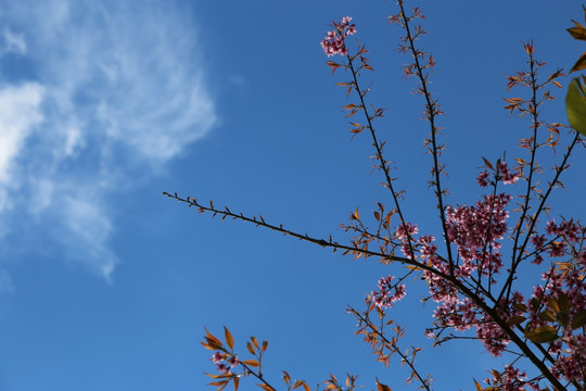 蓝天白云 冬樱花 樱花 白云