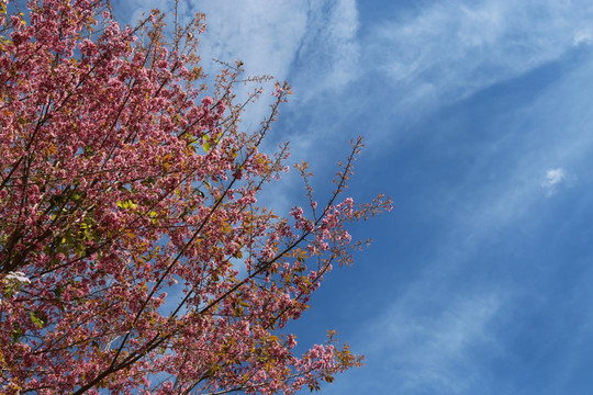 冬樱花 樱花