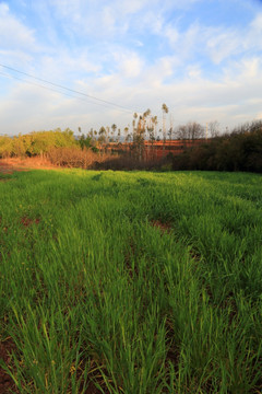 麦田