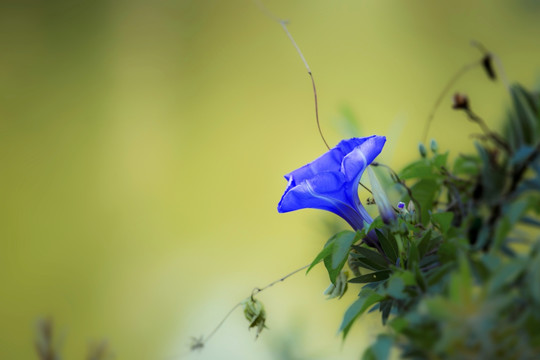 秋色 喇叭花