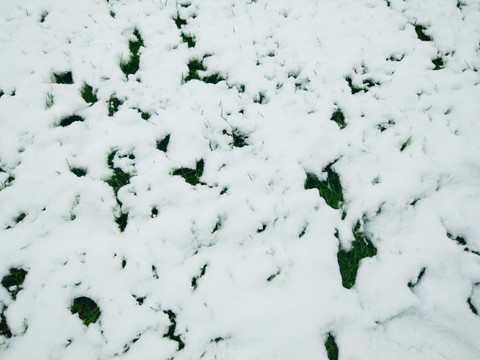 雪原雪地