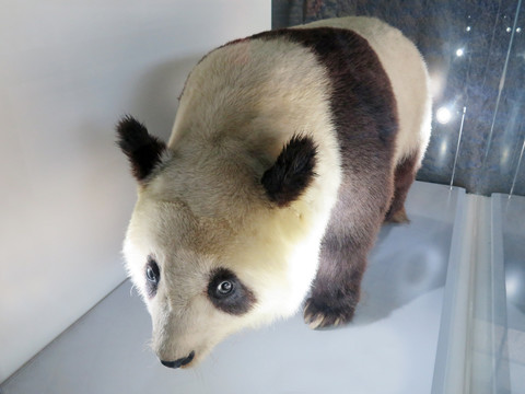 熊猫标本