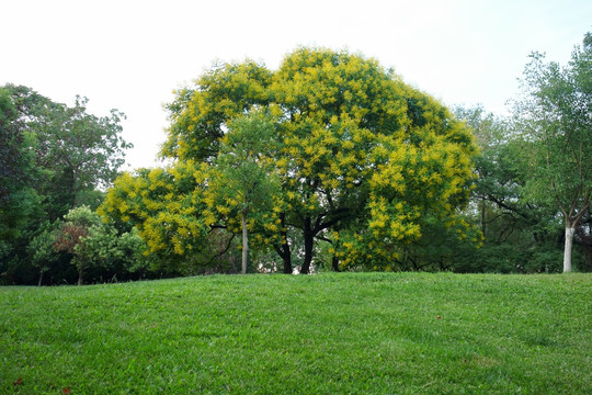 栾树花