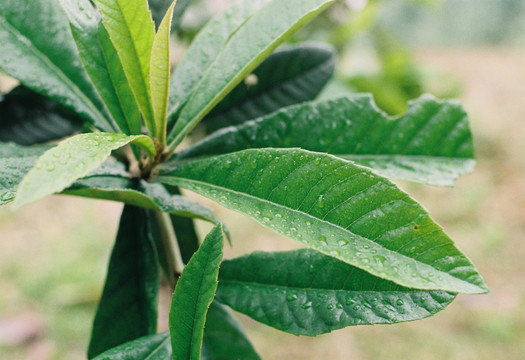 花卉叶子植物菲林胶片