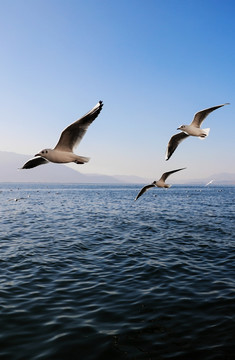 洱海 海鸥
