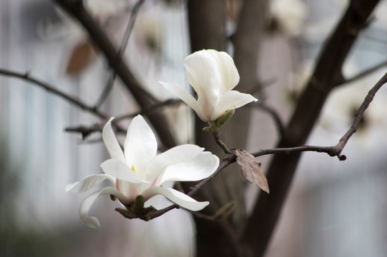 玉蘭花
